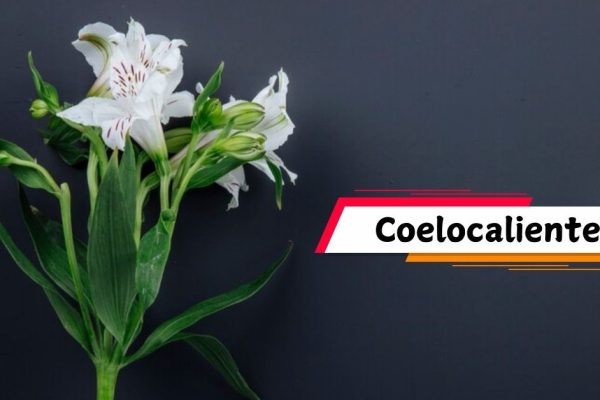 Coelocaliente