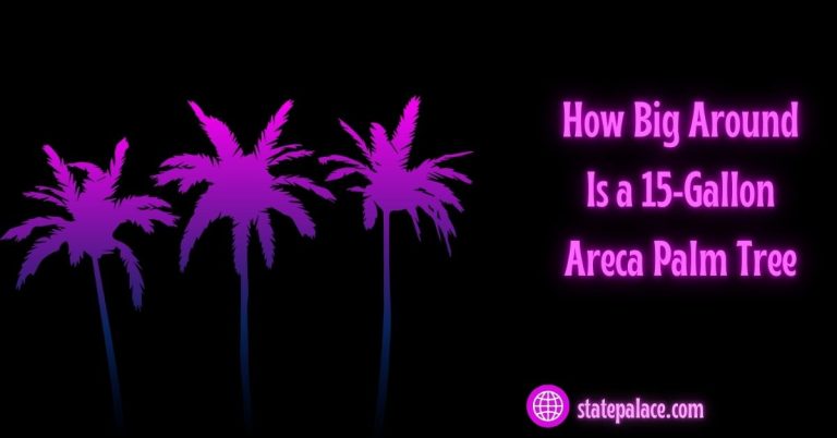 How Big Around Is a 15-Gallon Areca Palm Tree?